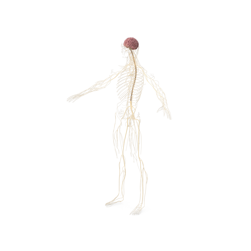 Nervous System.H03.2k